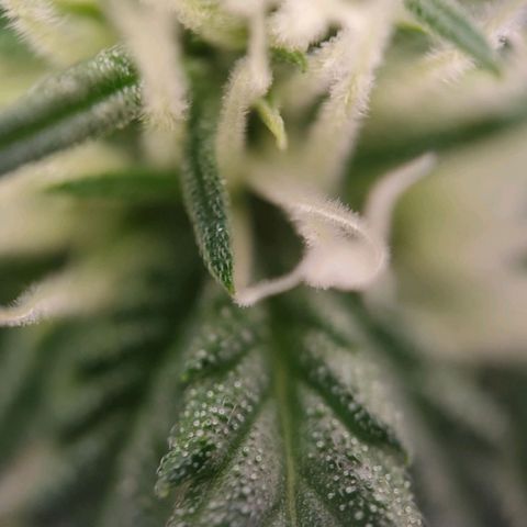G14 growlog timeline photo