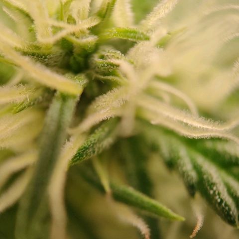 G14 growlog timeline photo
