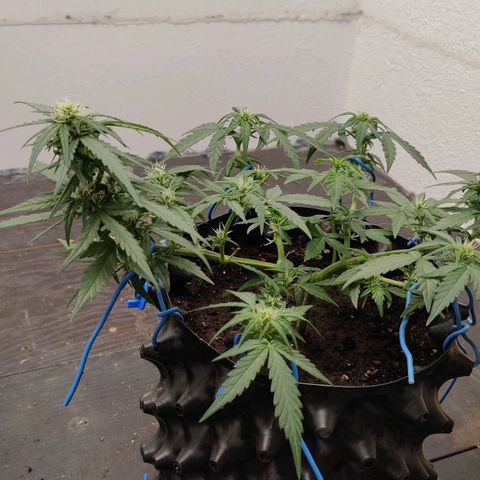 G14 growlog timeline photo
