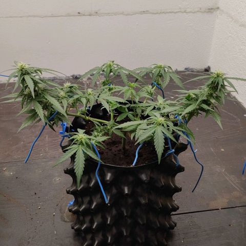 G14 growlog timeline photo