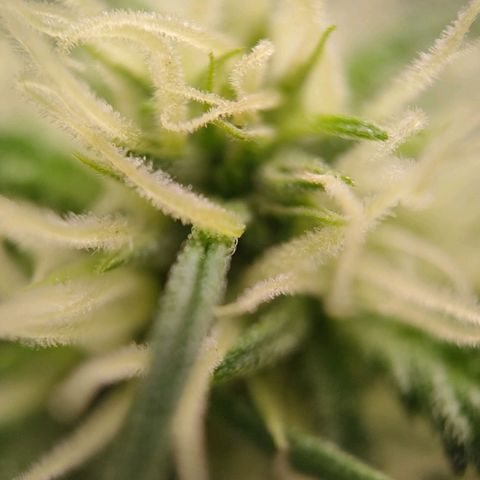 G14 growlog timeline photo