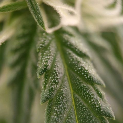 G14 growlog timeline photo