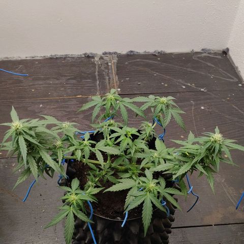 G14 growlog timeline photo