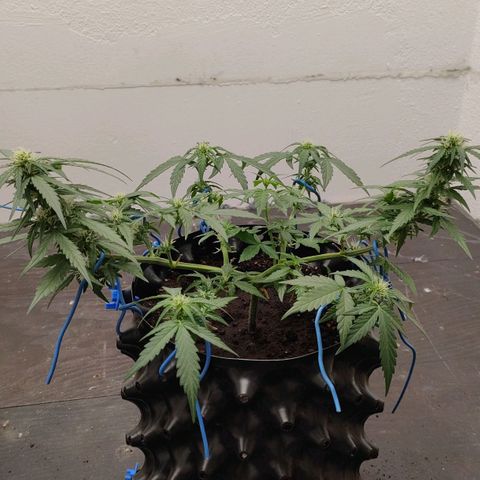 G14 growlog timeline photo