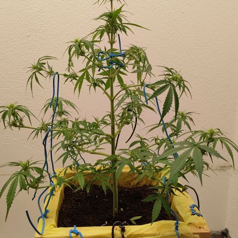 Medusa #2 growlog timeline photo