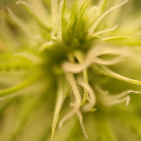 Medusa #2 growlog timeline photo