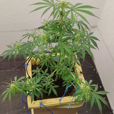 Medusa #2 growlog timeline photo