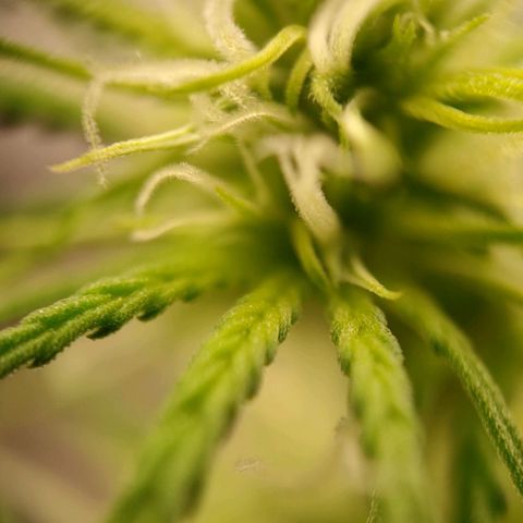 Medusa #2 growlog timeline photo