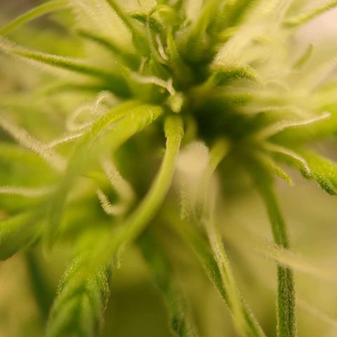 Medusa #2 growlog timeline photo