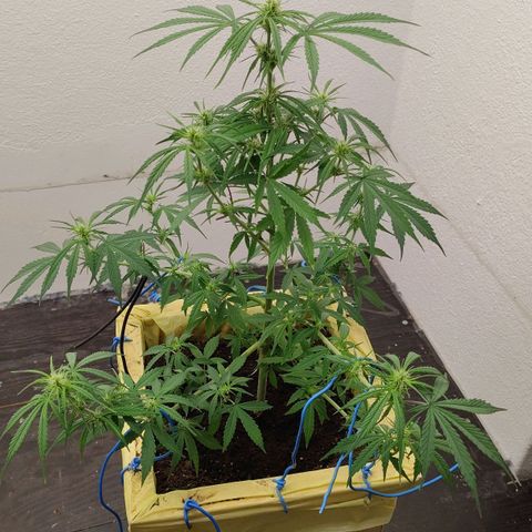 Medusa #2 growlog timeline photo