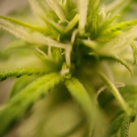 Medusa #2 growlog timeline photo