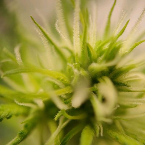 Medusa #2 growlog timeline photo