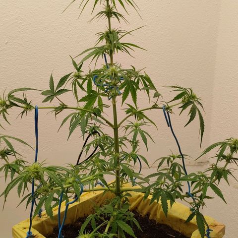 Medusa #2 growlog timeline photo