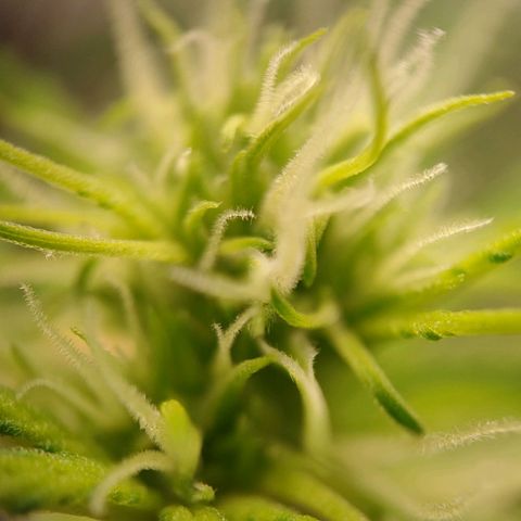 Medusa #2 growlog timeline photo