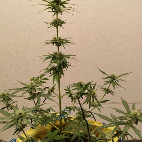 Medusa #1 growlog timeline photo
