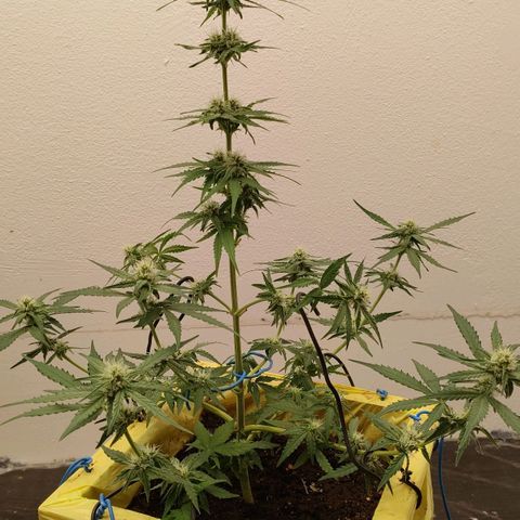 Medusa #1 growlog timeline photo