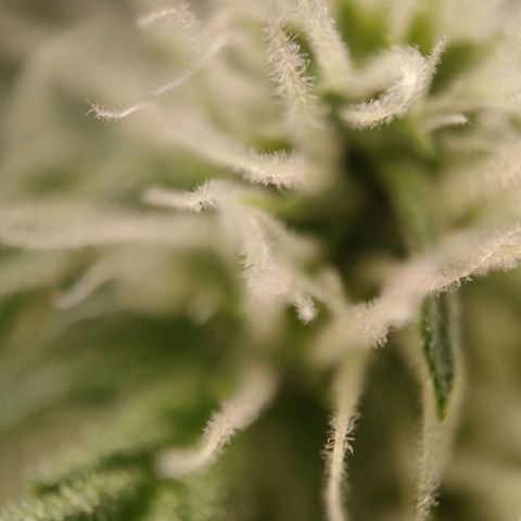Medusa #1 growlog timeline photo