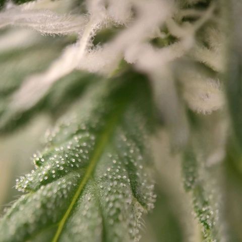 Medusa #1 growlog timeline photo