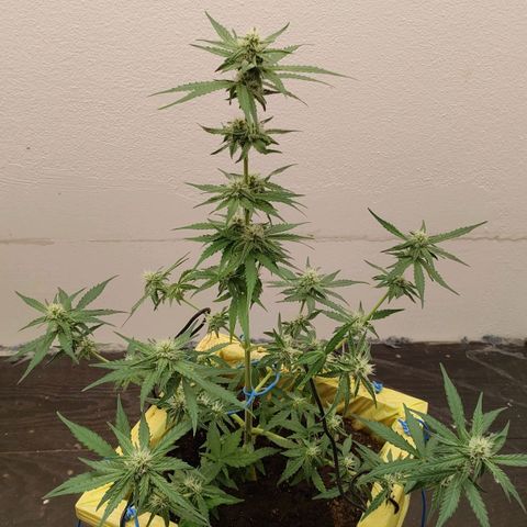 Medusa #1 growlog timeline photo