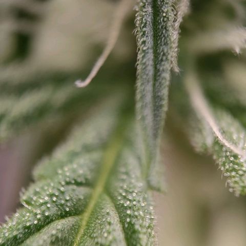 Medusa #1 growlog timeline photo