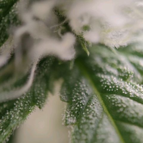 Medusa #1 growlog timeline photo