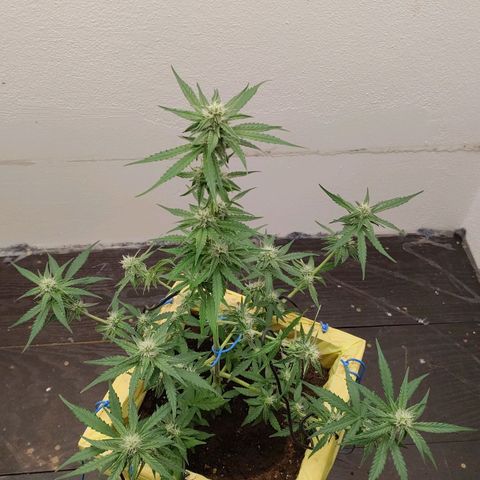 Medusa #1 growlog timeline photo