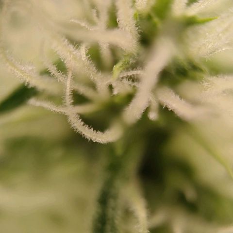 Medusa #1 growlog timeline photo