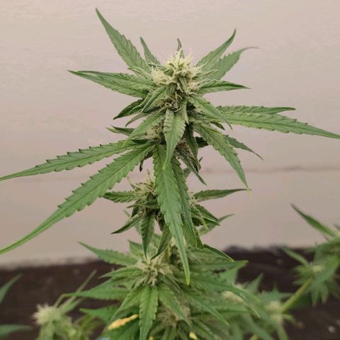 Medusa #1 growlog timeline photo