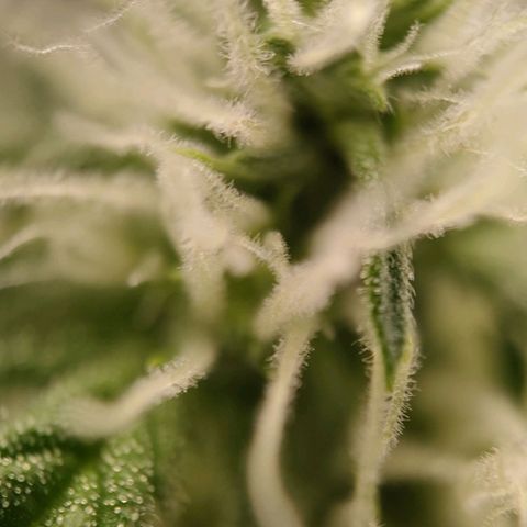 Medusa #1 growlog timeline photo