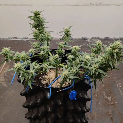 G14 growlog timeline photo