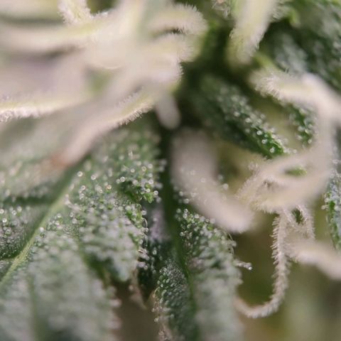 G14 growlog timeline photo
