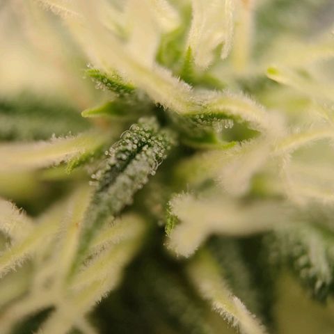 G14 growlog timeline photo