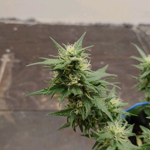 G14 growlog timeline photo
