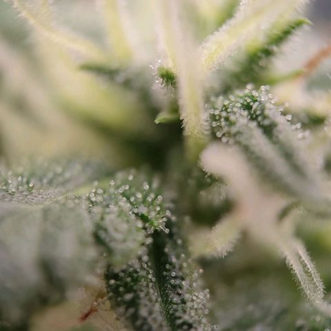 G14 growlog timeline photo