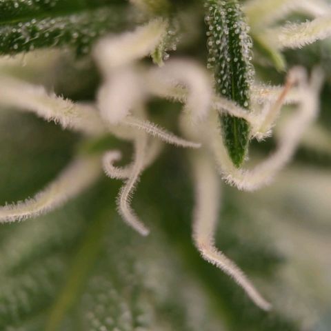 G14 growlog timeline photo