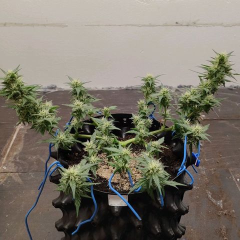 G14 growlog timeline photo