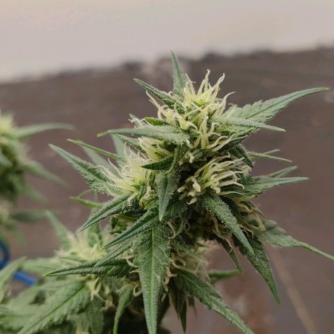 G14 growlog timeline photo