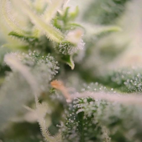 G14 growlog timeline photo