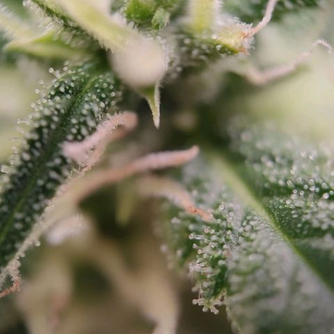 G14 growlog timeline photo