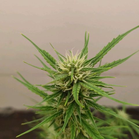 Medusa #2 growlog timeline photo