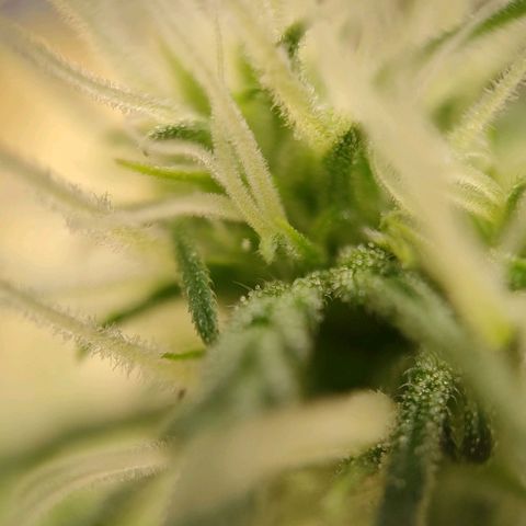 Medusa #2 growlog timeline photo