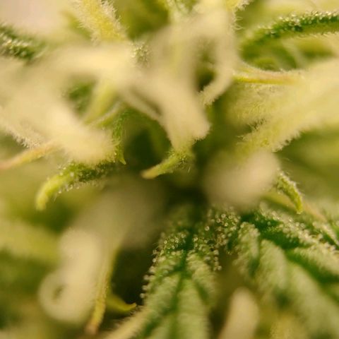Medusa #2 growlog timeline photo
