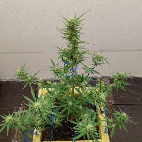 Medusa #2 growlog timeline photo