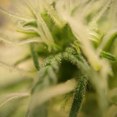 Medusa #2 growlog timeline photo