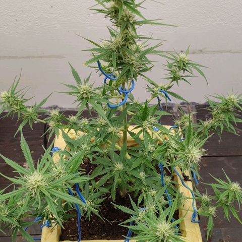 Medusa #2 growlog timeline photo