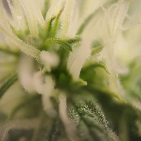 Medusa #2 growlog timeline photo