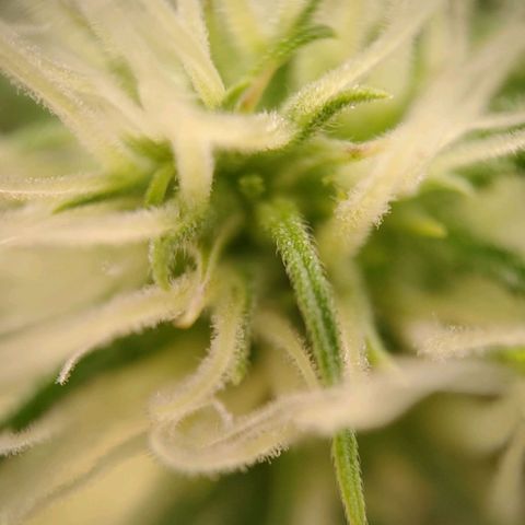 Medusa #2 growlog timeline photo