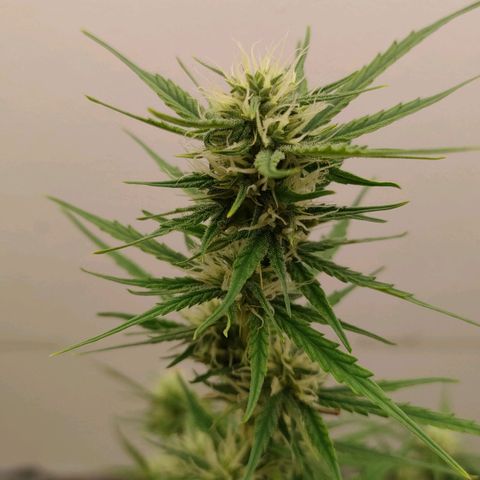 Medusa #2 growlog timeline photo