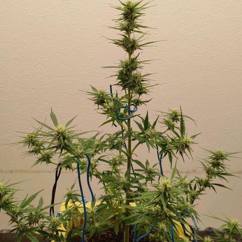 Medusa #2 growlog timeline photo