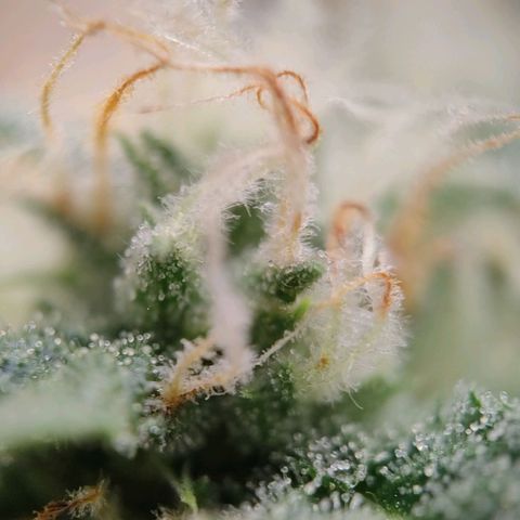 Medusa #1 growlog timeline photo